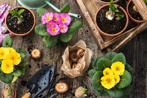 Samruddhi Organics Design